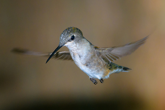 Ruby-throated Hummingbird