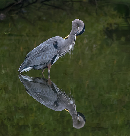 Great Blue Heron