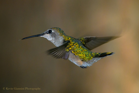 Ruby-throated Hummingbird