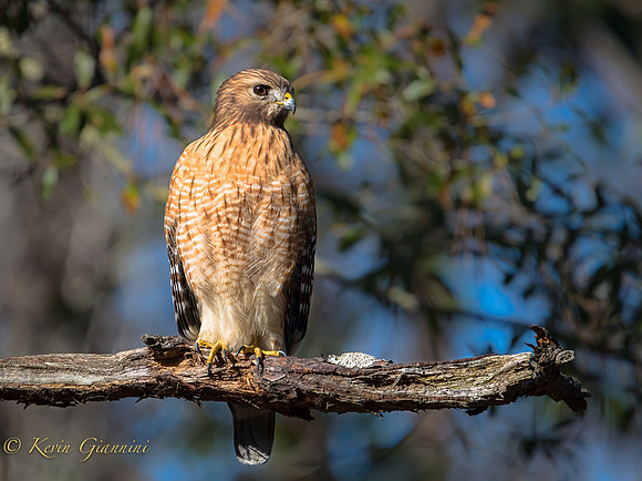 Red Shoulderred Hawk