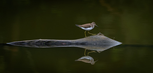 Spotted Sandpiper