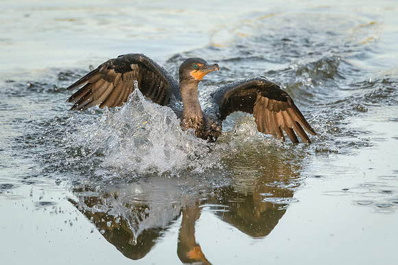 Cormorant
