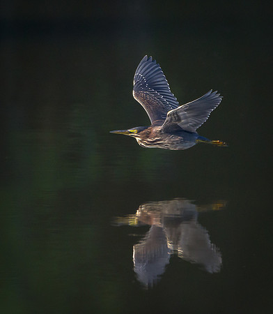 Green Heron
