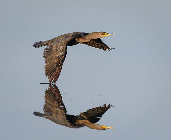 Cormorant