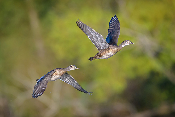 Juvenile Wood Ducks