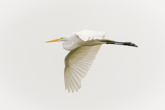 Great Egret