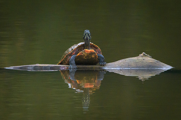 Turtle
