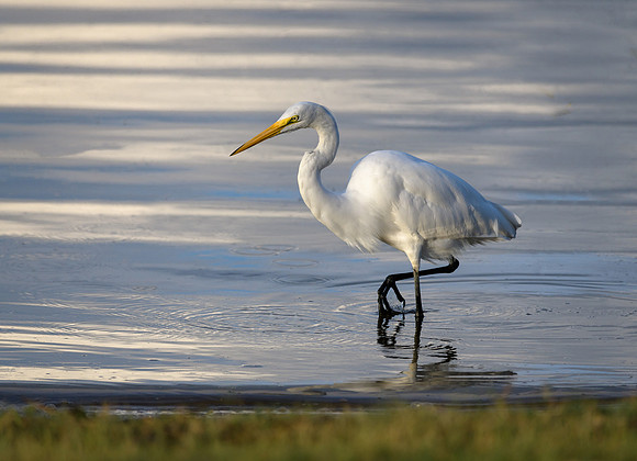 Great Egret