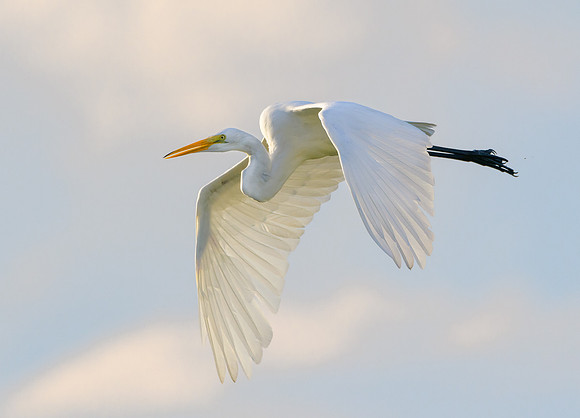 Great Egret