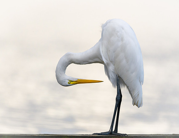 Great Egret