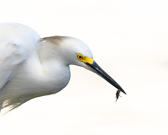 Snowy Egret
