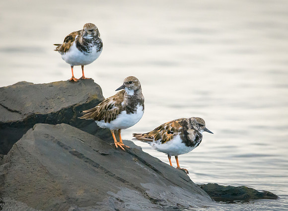 Ruddy Turnstones