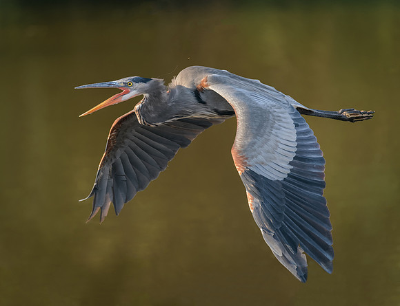 Great Blue Heron