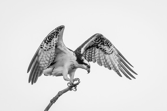 Osprey