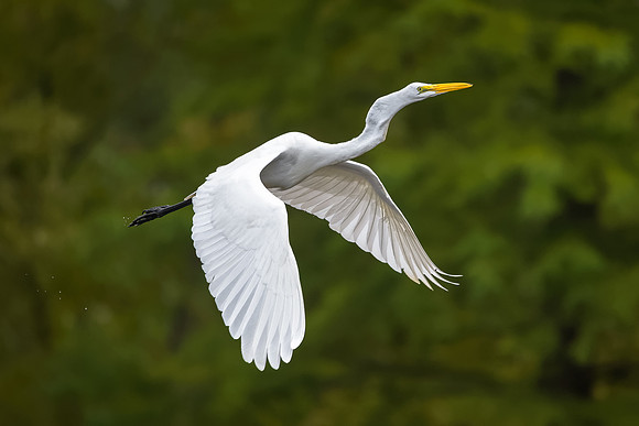 Great Egret