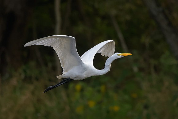 Great Egret