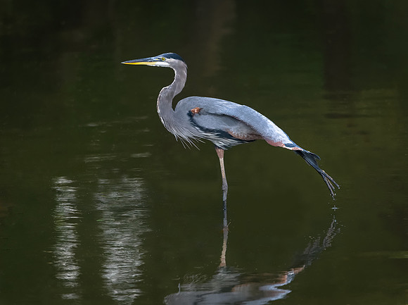 Great Blue Heron
