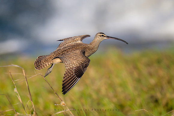 Whimbrel