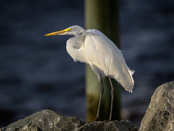 Great Egret