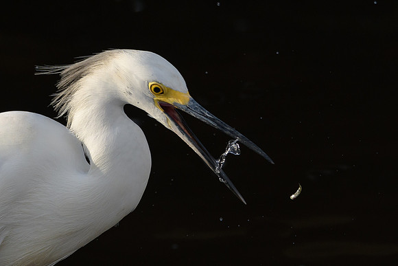 Snowy Egret