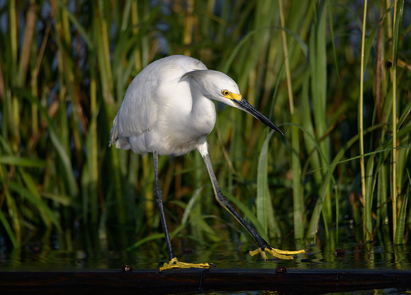Snowy Egret