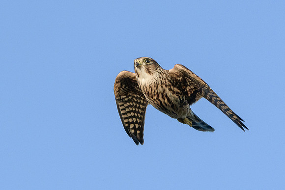 Merlin in-flight