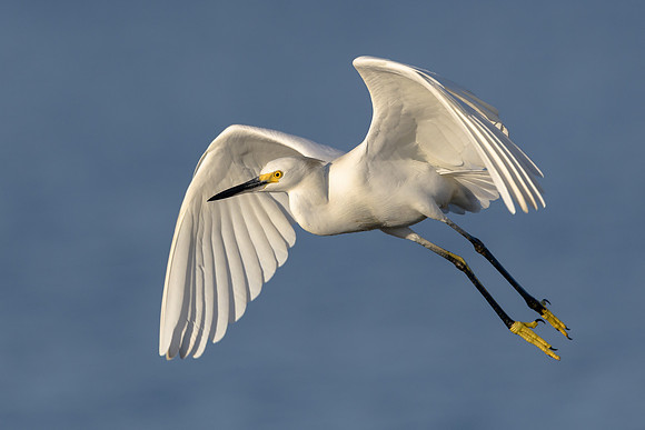 Snowy Egret