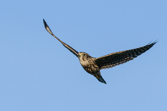 Merlin in-flight