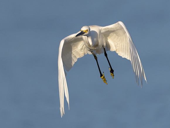 Snowy Egret