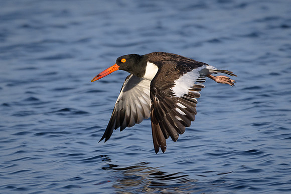 American Oystercatcher