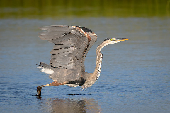 Great Blue Heron