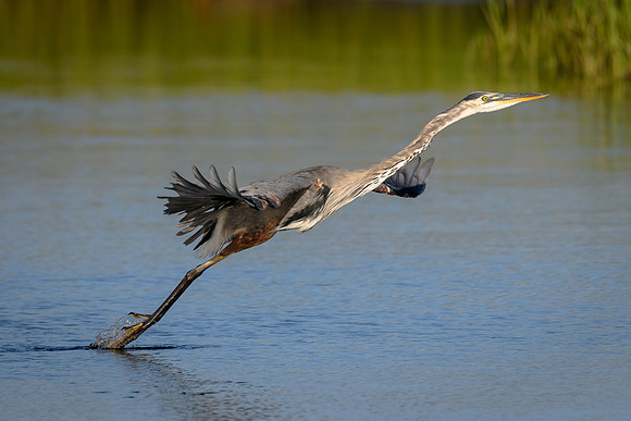 Great Blue Heron