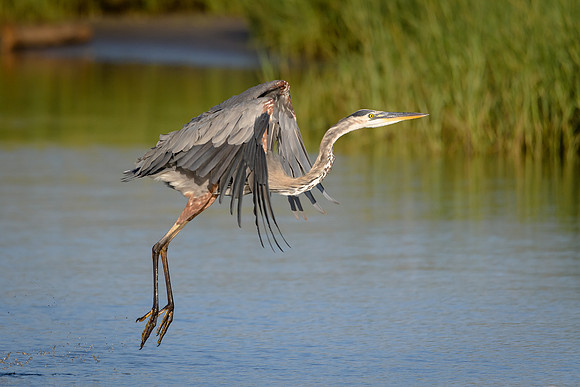 Great Blue Heron