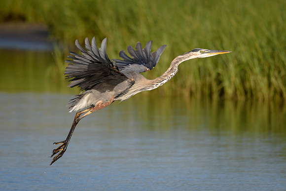 Great Blue Heron