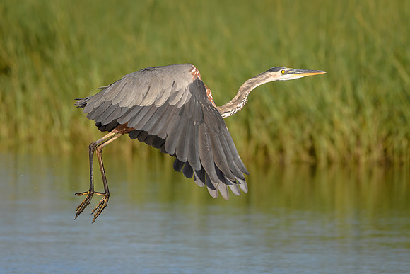 Great Blue Heron