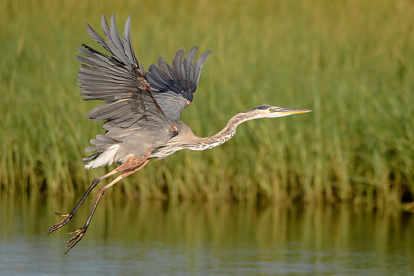 Great Blue Heron