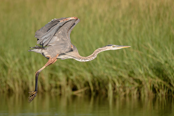Great Blue Heron