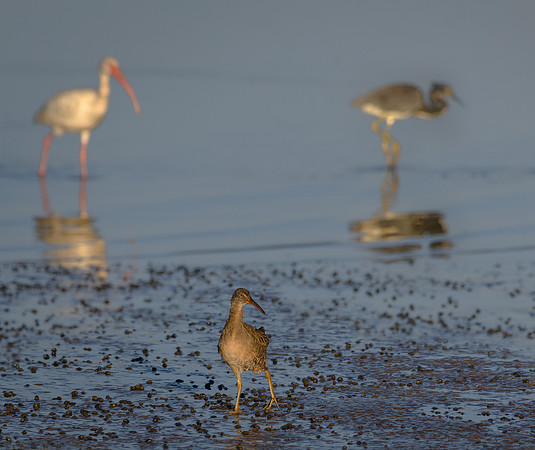 Rail, Ibis and Tri-color Heron