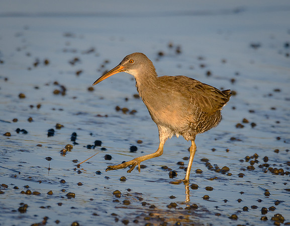 Clapper Rail
