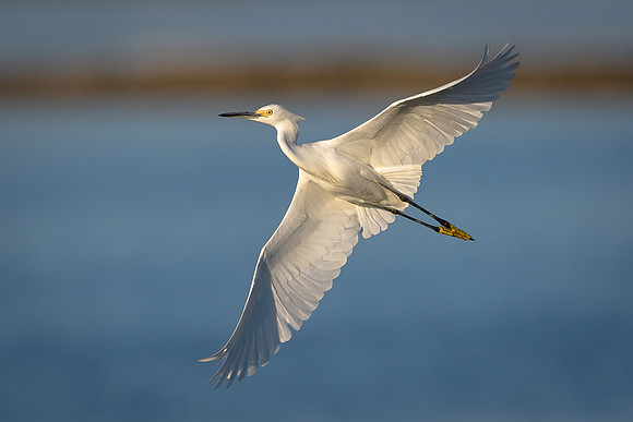 Snowy Egret