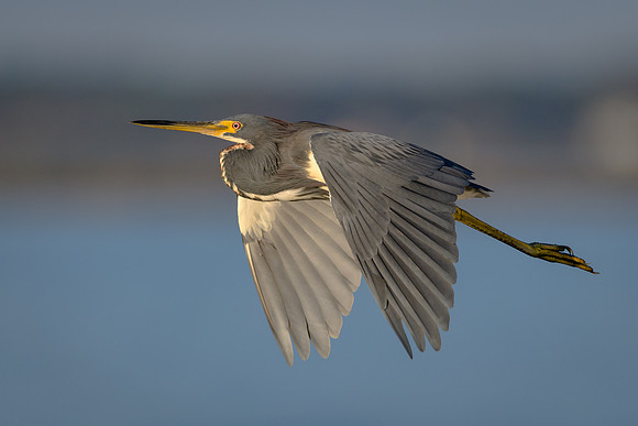Tri-colored Heron