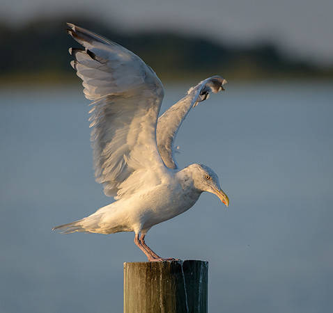 Ring-billed Gull
