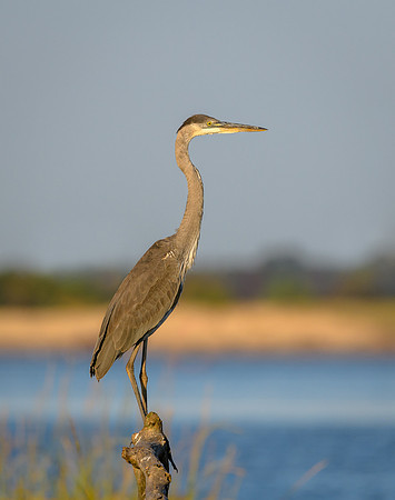 Great Blue Heron