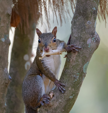 Squirrel with mushroom