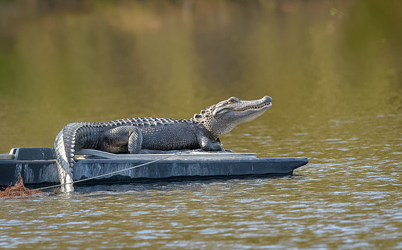 Alligator