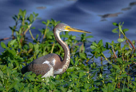 Tri-colored Heron