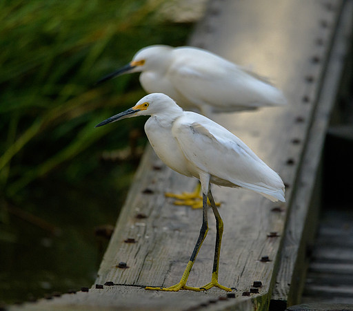 Snowy Egret