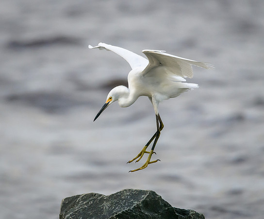 Snowy Egret