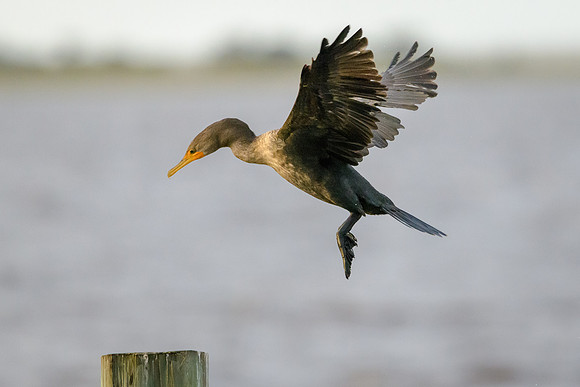 Cormorant