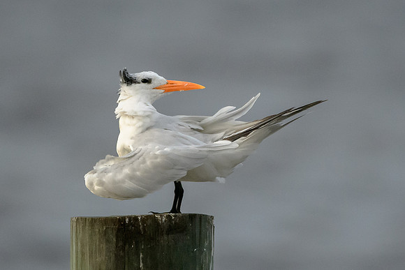 Royal Tern